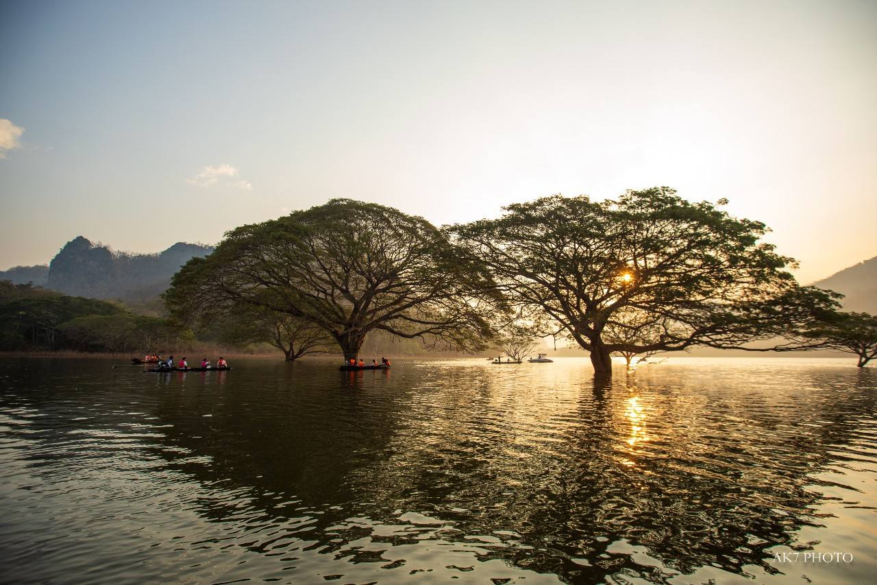 ต้นไม้กลางน้ำพร้าว